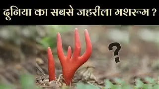 Scientists discovered the most poisonous mushroom in the world | सबसे जहरीला कुकुरमुत्ता!