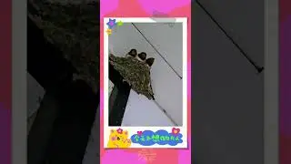 Ласточкино гнездо. Г. Хуньчун. Китай. 31.07.2024
