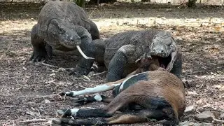 Amazing Hunting ||| Three Komodo Dragons Fight for Goat HD