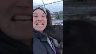 Dog at Harrisburg shelter is to be euthanized, to volunteers' surprise