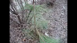 СОСНА из СЕМЯН в моем САДУ !!!  pine in my garden !