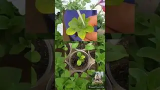 Желтеют листья у петунии. Как помочь.