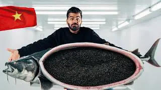 Why Caviar Is the Most Expensive Food on Earth ?