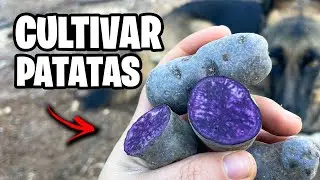 Como Sembrar PATATAS o PAPAS en el Huerto!! 🥔 Mis Mejores Trucos y Consejos | La Huerta de Ivan