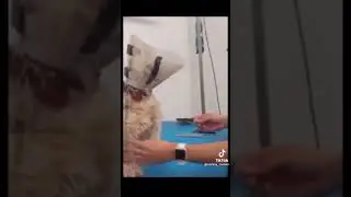 Memes I found on TikTok #memes #tiktok