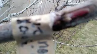 Peach tree grafting. When to graft, where to graft, and how many to graft. Condition of grafts in...
