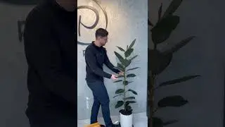 Você limpa as folhas das suas plantas também? https://www.plantie.com.br/?utm_source=YTshorts