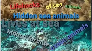 Hidden sea animals.Lifehacks of sea animals and insects.Lives hidden fortnite animals.