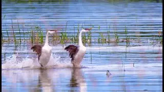 Western Grebe  at Salmon Arm BC  Canada ||4K Video