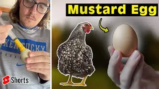 Do CHICKENS HATE MUSTARD? | THE TRUTH About How I Stopped Them From Eating Eggs