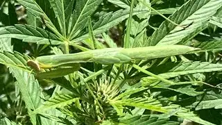 Outdoor Garden .prayer mantis, August 30￼ ￼