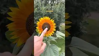 Vous saviez ? 😳🌻 #montage #tournesol #vfx #edit