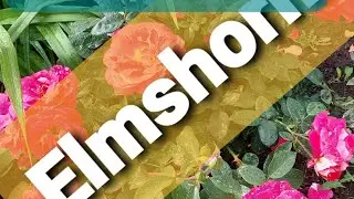 #Elmshorn