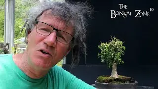 Pruning and Repotting My Too Little leaf Ficus and More, The Bonsai Zone, June 2023