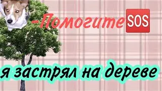 OMG!!! я застрял на дереве