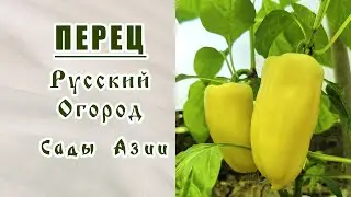 Урожай перца 2022. Отзыв о семенах фирм 