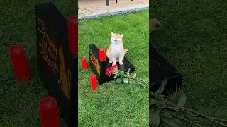 Cat Nika lost her love💔