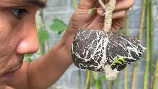 With just this, you can extract plants to help them take root