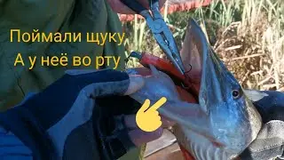 Поймали Щуку, а у неё во рту 😲 щука с Сюрпризом 🎁 Рыбалка на платнике Осенью #рыбалка