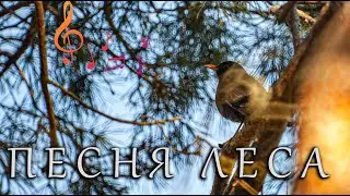 Черный дрозд / Blackbird.