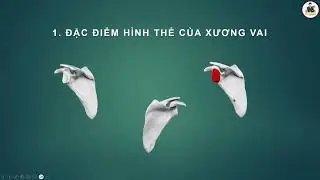 CHI TRÊN: XƯƠNG VAI (PPT)