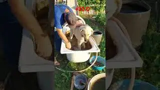 Спасение от жары.