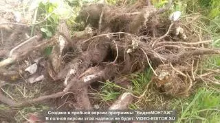 Хрен как бизнес идея | Какой хрен лучше