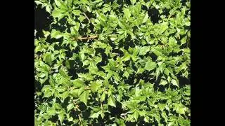 VARIATIONS OF ILEX OPACA: COOL PLANT PROFILES XII