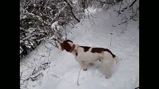 Pluck pheasant feathers; then walk to look for deer trail