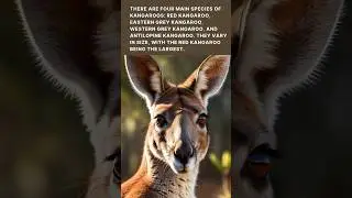 Kangaroo vibes || species of kangaroo  || @discoverwithsabi  #kangaroo #animals #shorts