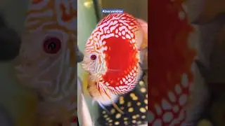 Discus balığı  #shorts #discus #akvaryum #balık