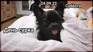 День Сурка От Noreli. Vlog из Real Life