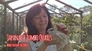 Japanese Jumbo Quails - What Colours Can You Expect #quails #animals