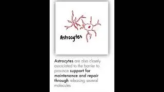 Blood Brain Barrier