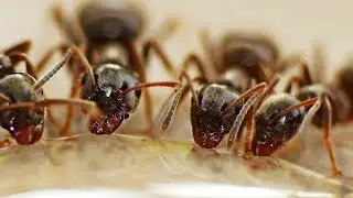 Ant Drinking Syrup | HONEY | Time lapse | Beyondeyes