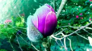 Liebestraum (Love Dream)