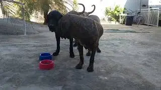Dorô encerrando a briga dos adultos.. #filabrasileiro