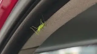 Кузнечик #grasshopper