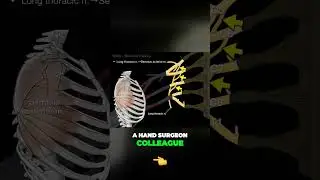 Funny way to remember long thoracic nerve 