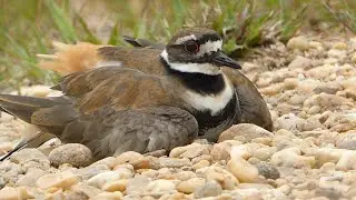 killdeer broken wing act