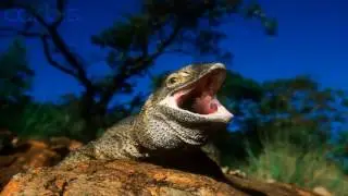 Tribute One: Savannah Monitor / Reptile - Lizard.