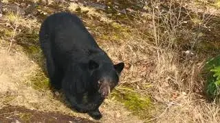 AK Black Bear MGVC slow motion (7)