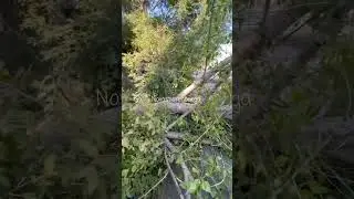 На улице Пролетарской на тротуар упало большое дерево, через минуту после того, как прошли пешеходы