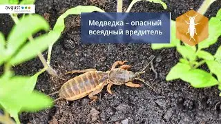 Террадокс от медведки и других почвенных вредителей. Инструкция и особенности применения