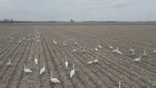 Trumpeter Swans Landing