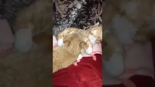 Кот сосет титьку у игрушки:)))