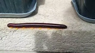 Millipede is Climbing around😳
