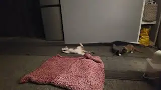 Sailor and Moon playing inside