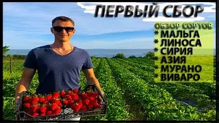 ПЕРВЫЙ СБОР и ОБЗОР СОРТОВ МУРАНО, АЗИЯ, МАЛЬГА, СИРИЯ, ЛИНОСА, ВИВАРО