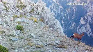 Isard creuant el coll